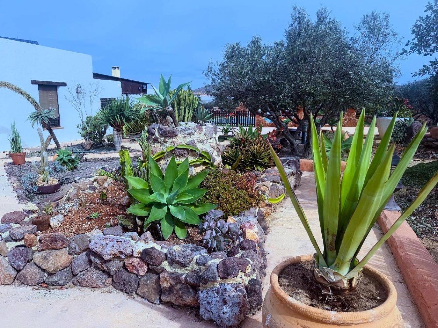 Olivares Rural Los Albaricoques المظهر الخارجي الصورة
