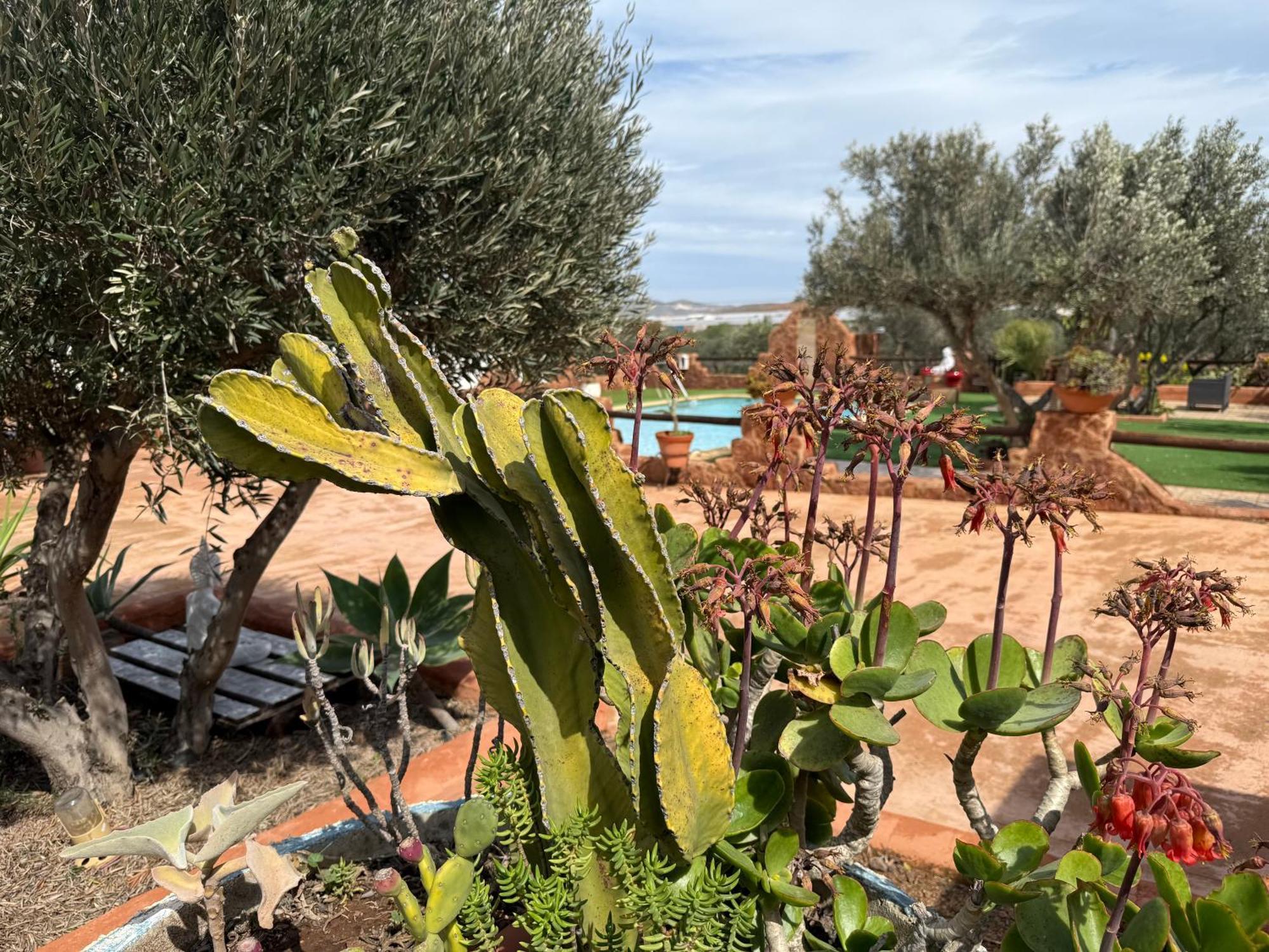 Olivares Rural Los Albaricoques المظهر الخارجي الصورة